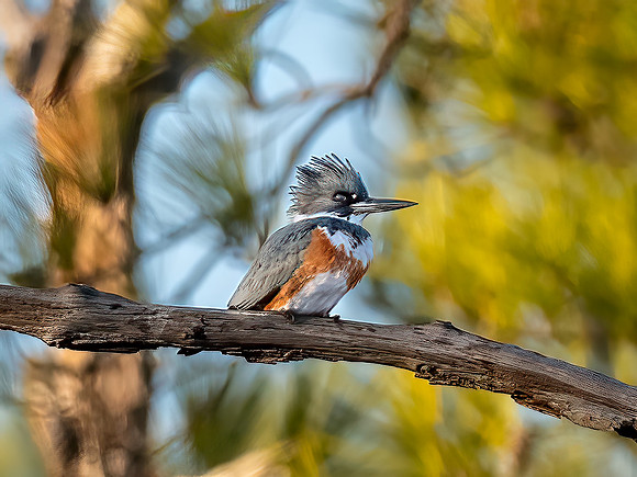 Belted Kingfisher