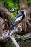 Female Anhinga