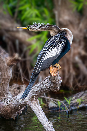 Female Anhinga