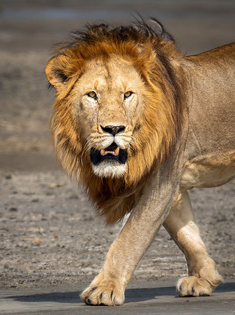 Male Lion