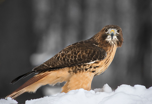Red Tailed Hawk