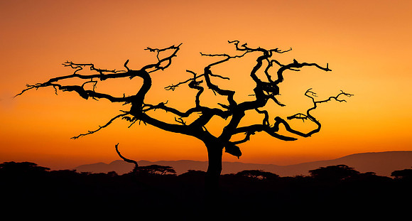 Dead Acacia Tree at Sunrise
