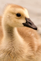 Baby Goose