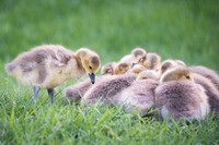 Baby Geese