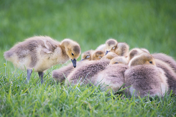 Baby Geese