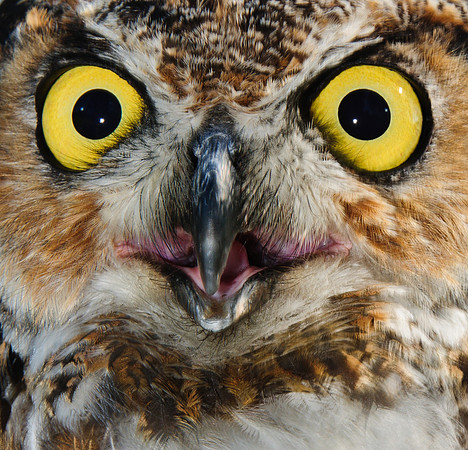 Great Horned Owl