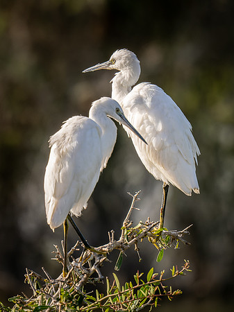 Little Egret