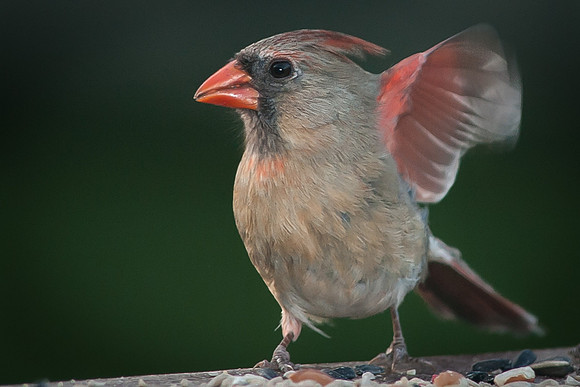 Northern Cardinal, Female
