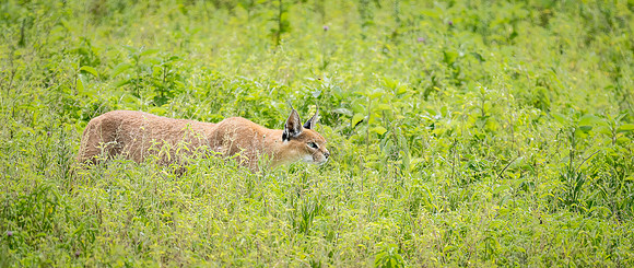 Caracal Cat