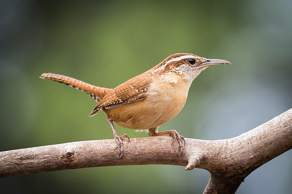 190414 Yard Birds 0024-1