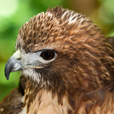 Red Tailed Hawk
