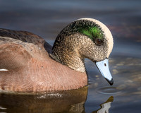 American Wigeon Drake