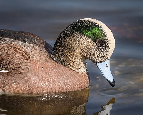 American Wigeon Drake