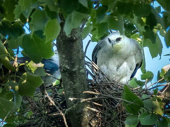 Mississippi Kite Nesting