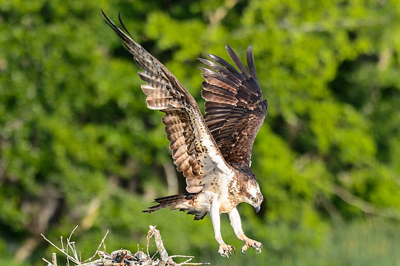 Osprey