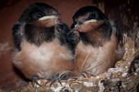 Baby Barn Swallows