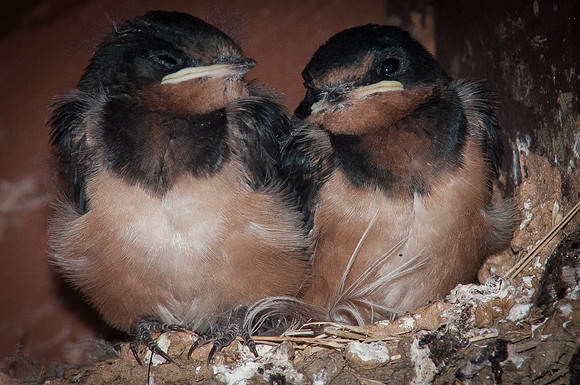 Baby Barn Swallows