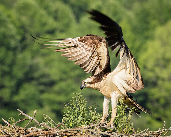 Osprey