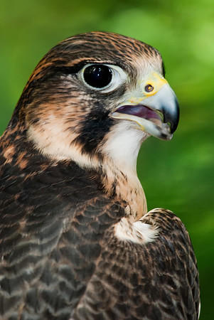 Peregrine Falcon