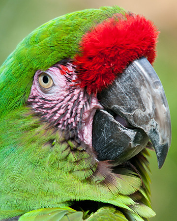 Military Macaw, Portrait