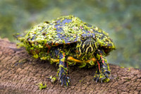 Baby Red Eared Slider