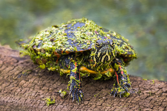 Baby Red Eared Slider
