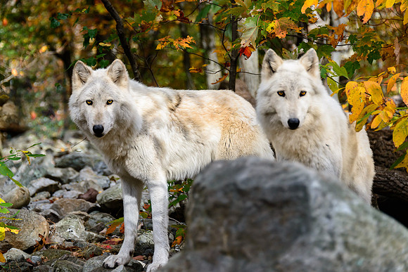 Timber Wolves