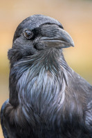 Raven