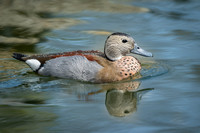 Ringed Teal