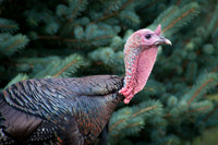 Wild Turkey