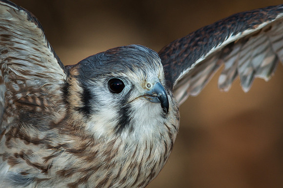 American Kestral Falcon, Female