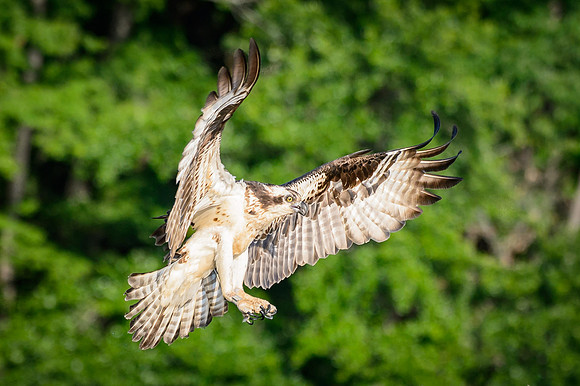 Osprey