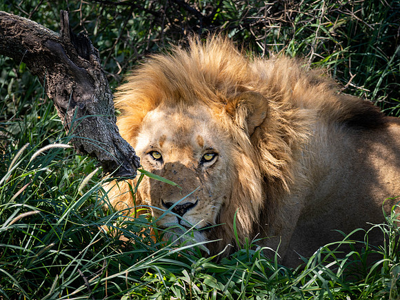 Lion Hiding in the Brush
