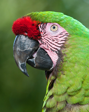 Military Macaw
