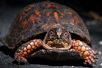 Eastern Box Turtle