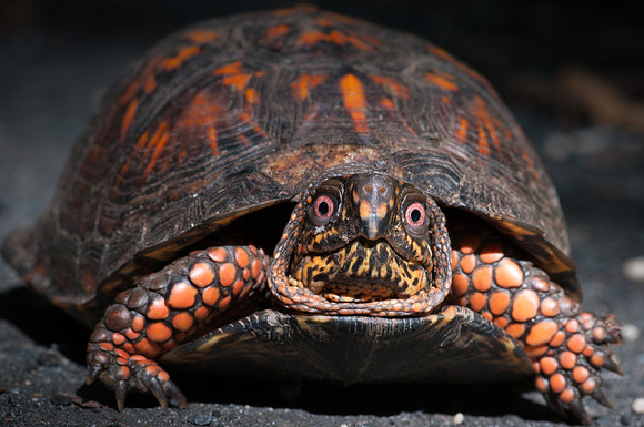 Eastern Box Turtle