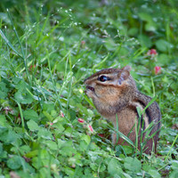 Eastern Chipmunk