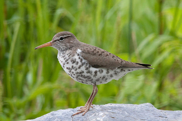 Spotted Sandpiper