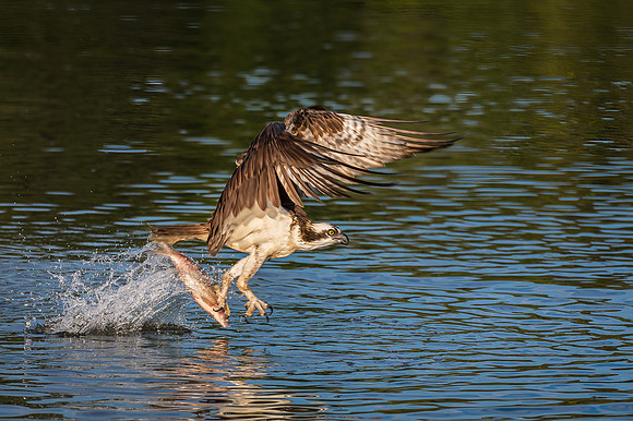 Osprey Catch