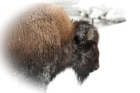 Yellowstone February 2012
