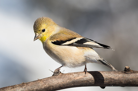 American Goldfinch