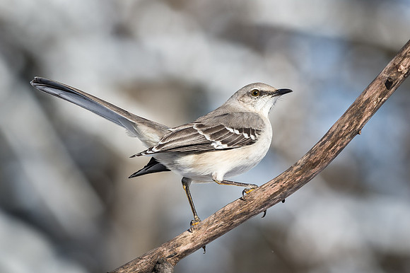Northern Mocking Bird