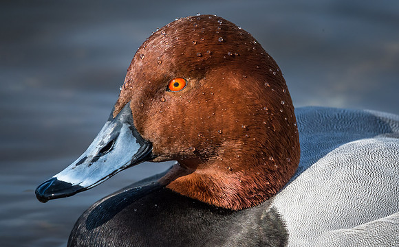Redhead Drake