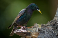 European Starling