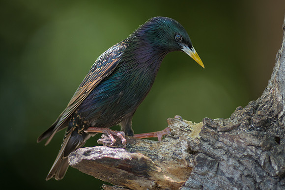 European Starling
