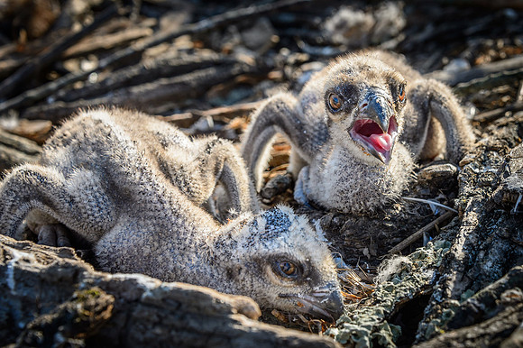 Osprey