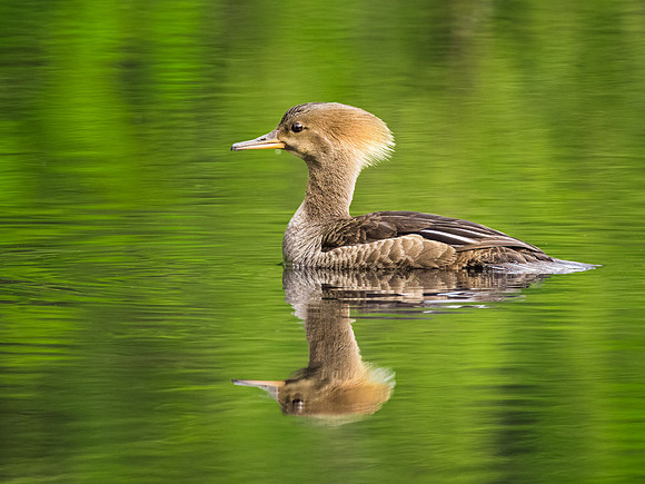 Hooded Merganser Female