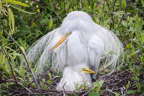 Great Egret Nesting with Chicks