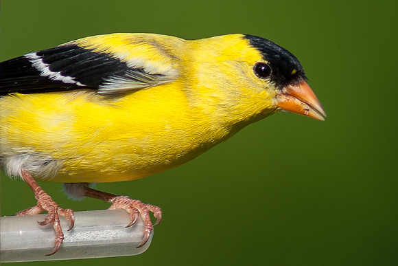 American Goldfinch