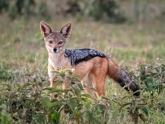 Black-Backed Jackal
